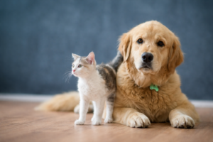 mudança de comportamento em pets, comportamento animal, sinais de doença em pets, saúde emocional de cães e gatos, quando levar o pet ao veterinário.